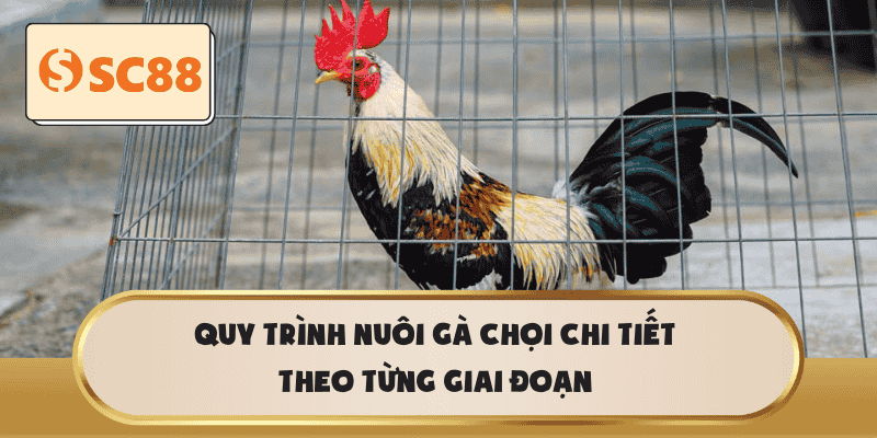 Quy trình nuôi gà chọi chi tiết theo từng giai đoạn